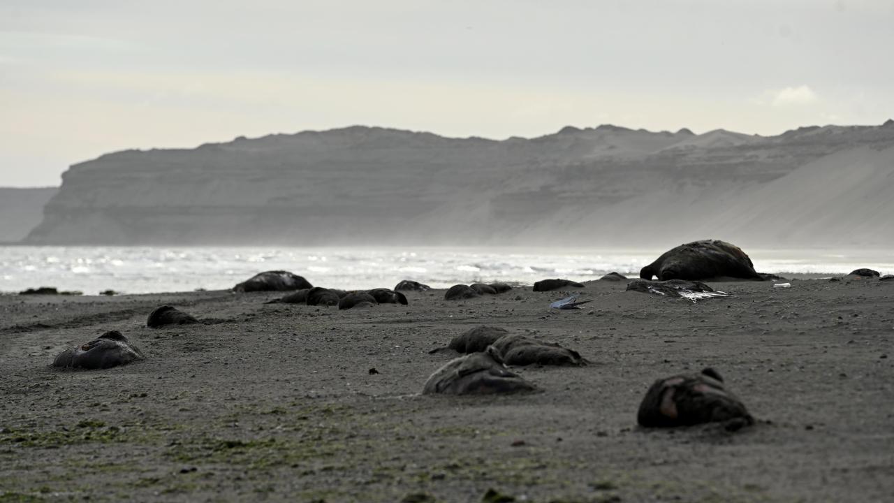 Dead elephant seals lie, appearing as gray boulders, on a beach
