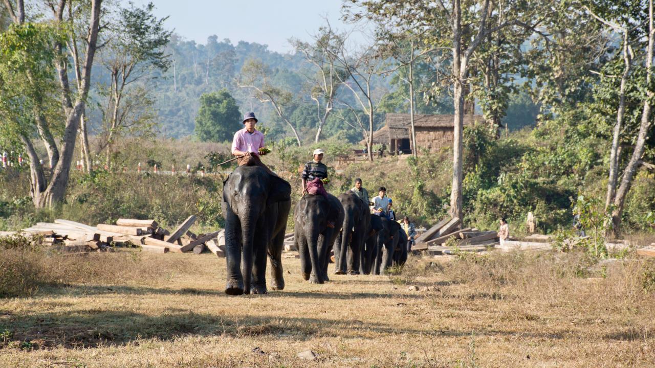 elephant loggers ride atop elephants in Myanmar with logs to the side and forest in background