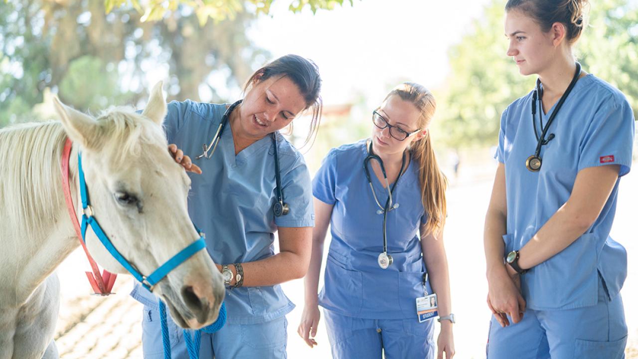 First-year veterinary medicine students learn how to check the health and how to work with horses at the Center for Equine Health 