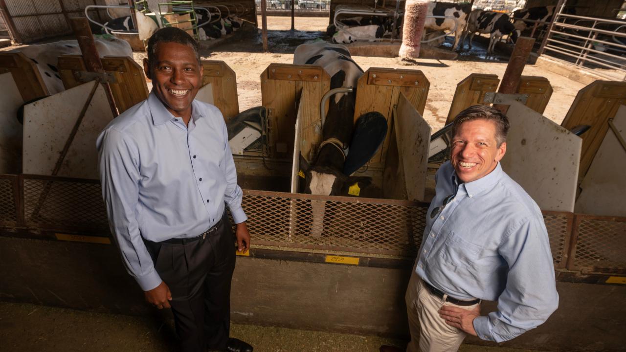 Ermias Kebreab and Matthias Hess with the College of Agricultural and Environmental Sciences stand in front of a cow eating feed at the UC Davis dairy barn. They will work with UC collaborators to cut methane emissions from cow guts using the genome-editing tool CRSPR. (Gregory Urquiaga/UC Davis)