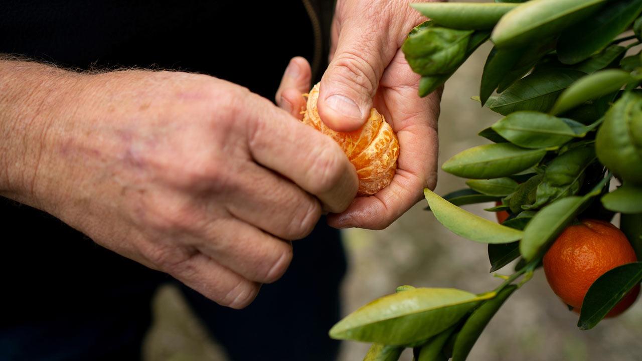 A farmer investigating his citrus crop