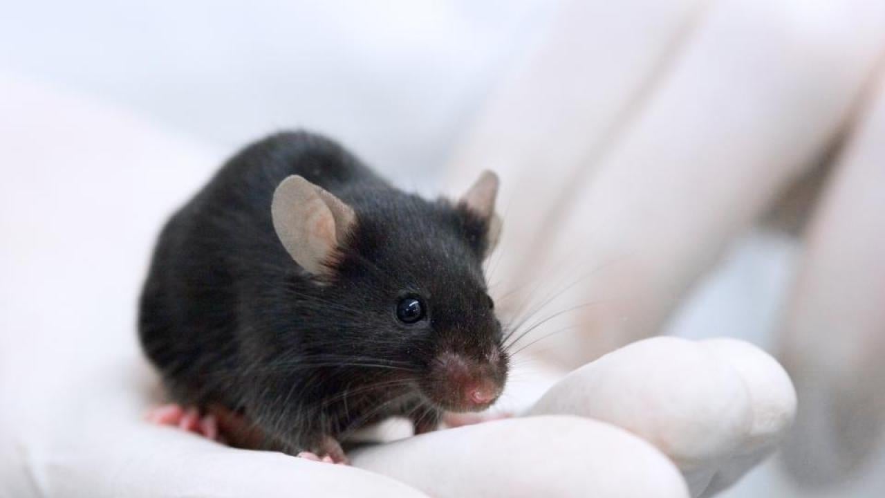 NIH Renews Support for Lab Mouse Repository for Fifth Time | UC Davis