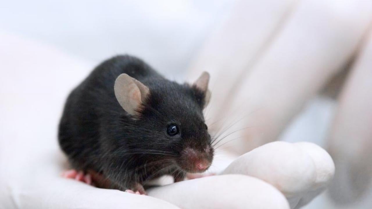 researcher holds mouse