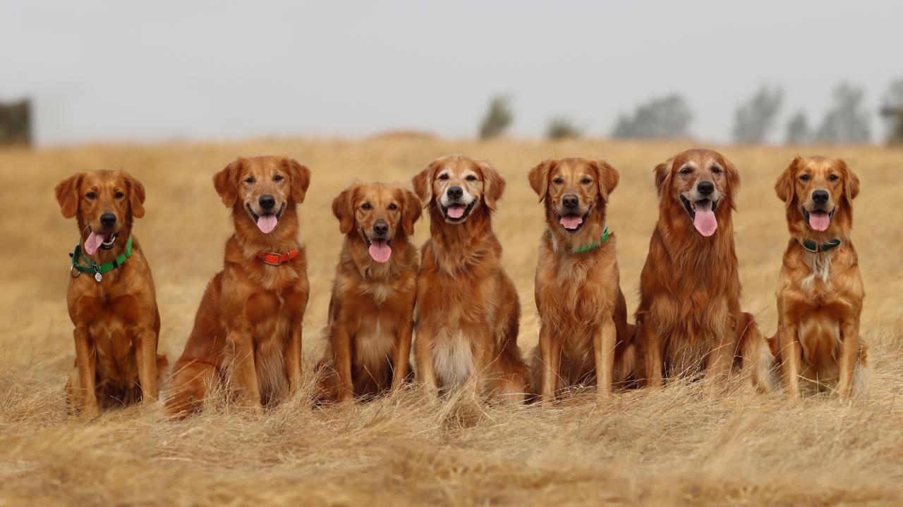 Seven Golden Retrievers shown in a field. UC Davis researchers find a gene associated with longevity in the breed. (Jessica Hecock)