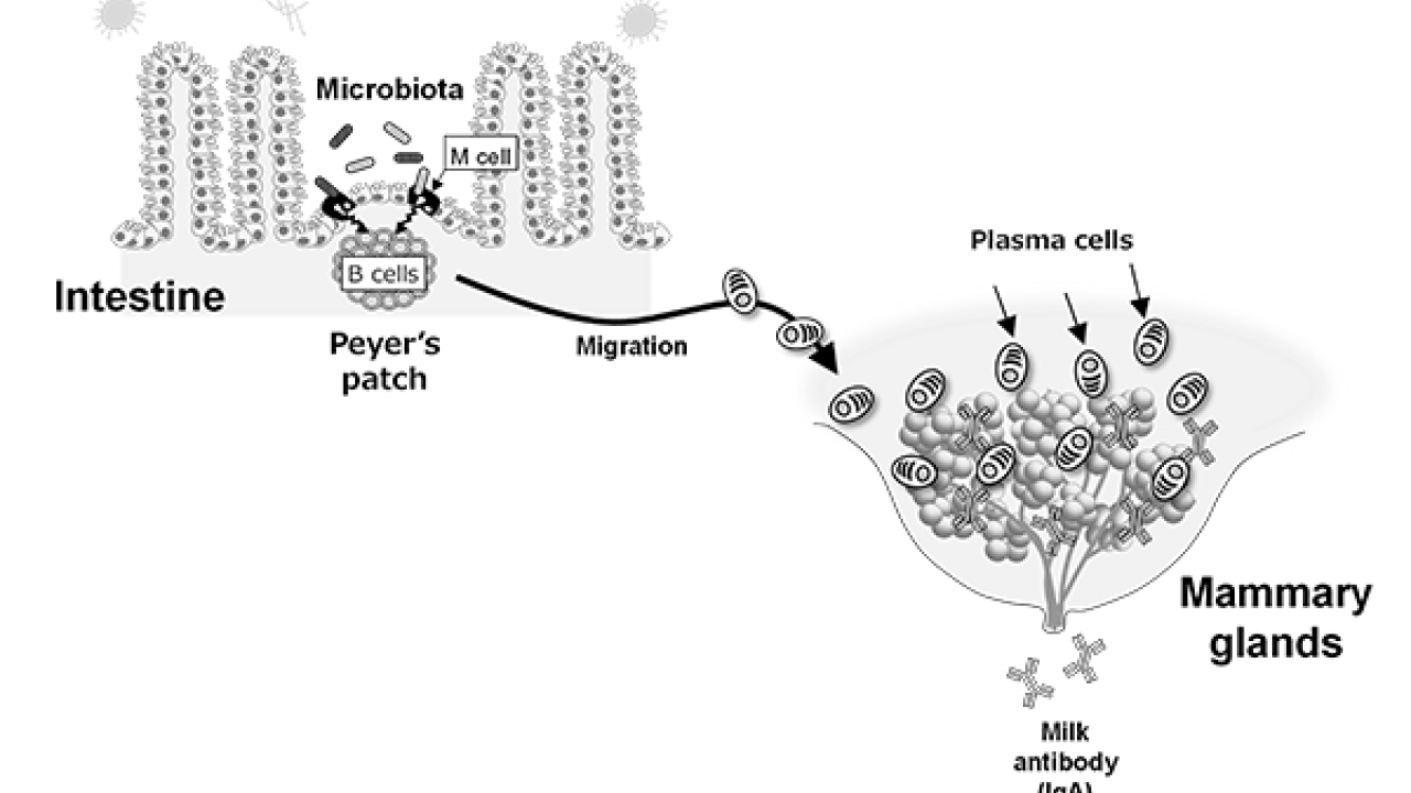 Graphic of how gut microbes are connected to breast milk antibodies.