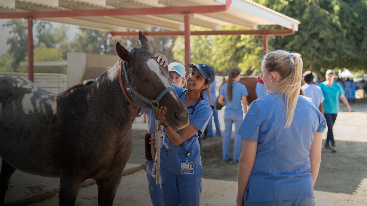 Three female vets care for an ailing horse