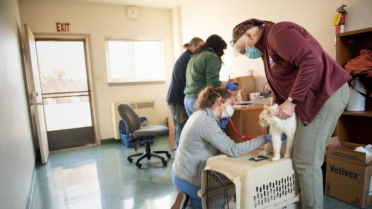 Veterinarians examine cat