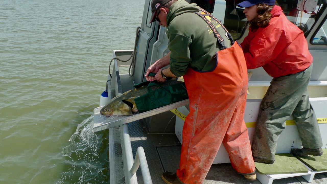 Fisherman and female scientist on boat release a green sturgeon to the ocean.