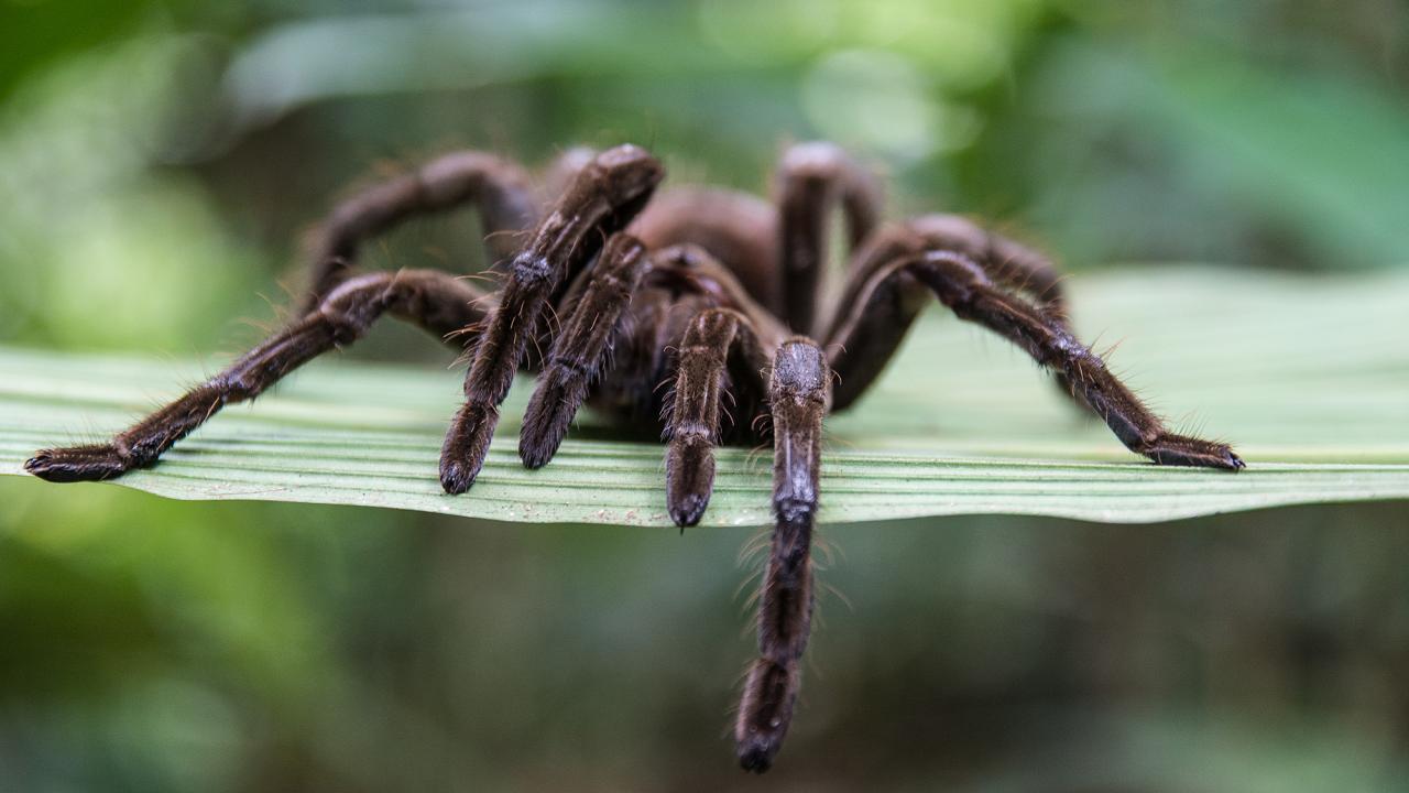 Turning Tarantula Venom Into Pain Relief | UC Davis