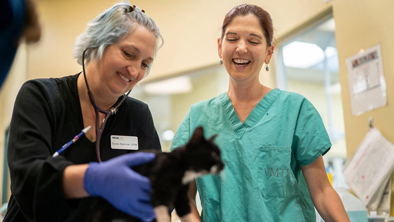 veterinarians help kitten