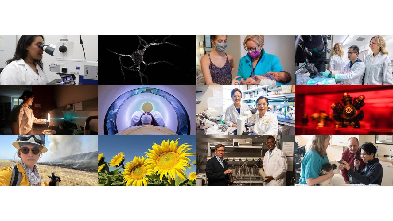 Collage of 12 images depicting different kinds of research arranged in a grid. 