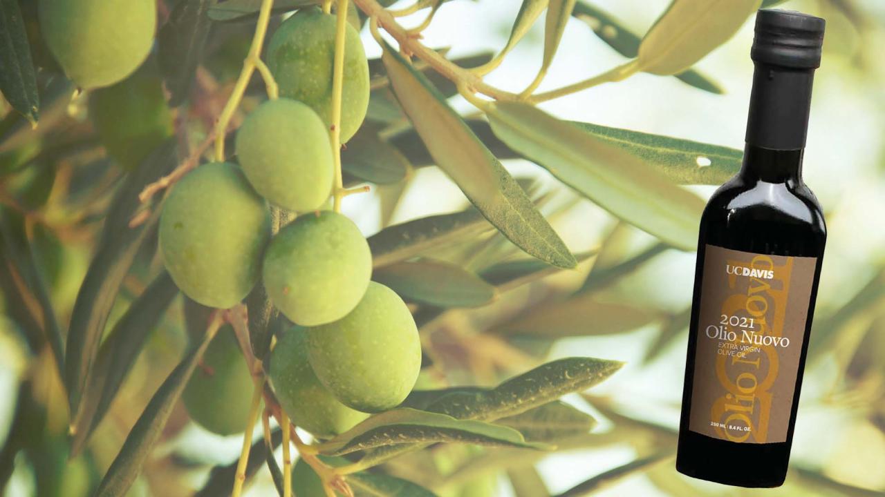 Olives on tree, with Olio Nuovo bottle superimposed