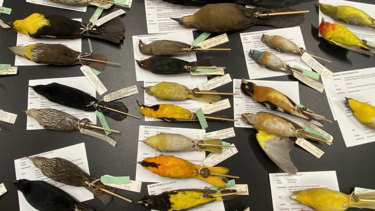 Table with rows of preserved bird specimens for wildlife biology class