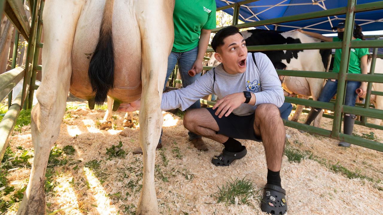 A man milks a cow.