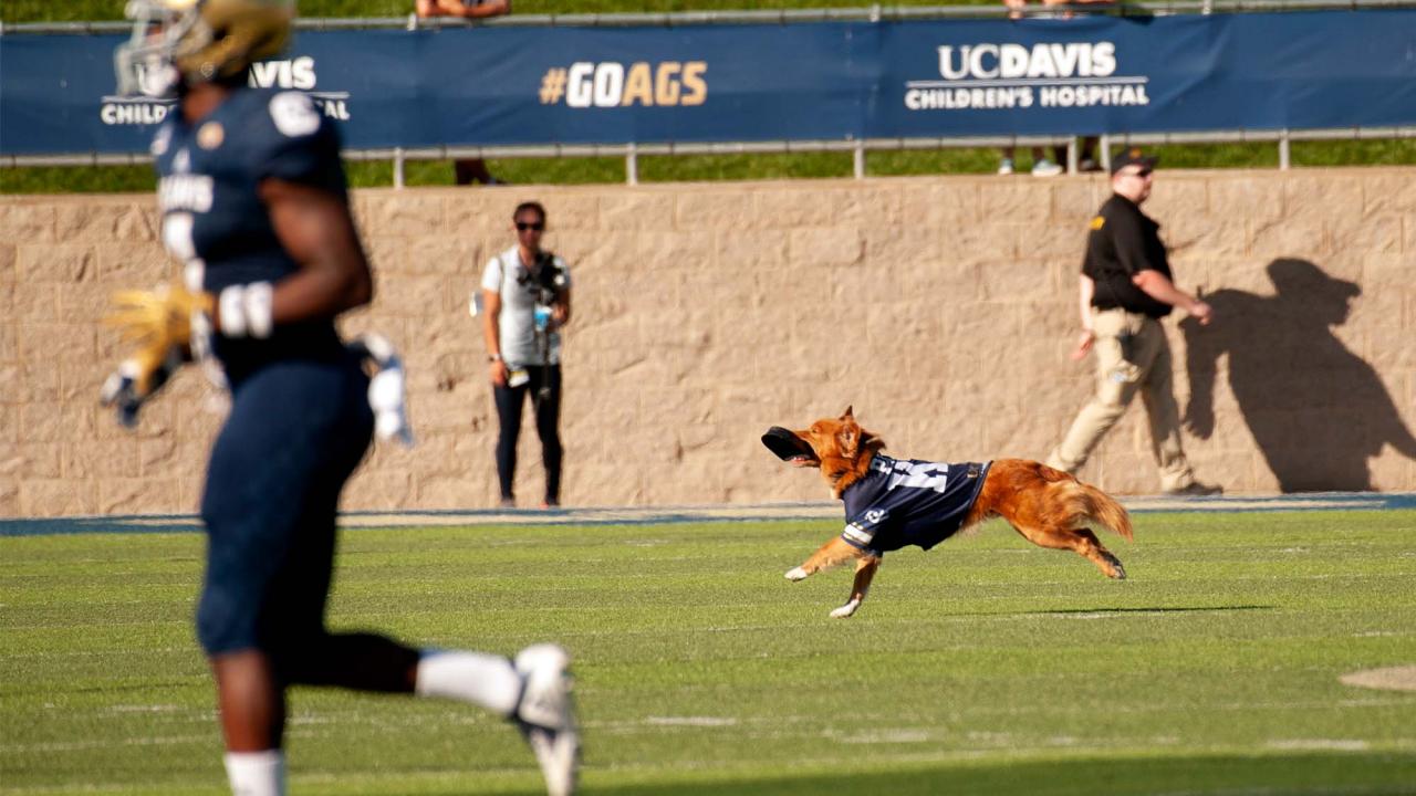Dog running on field while holding kickoff tee in his mouth.