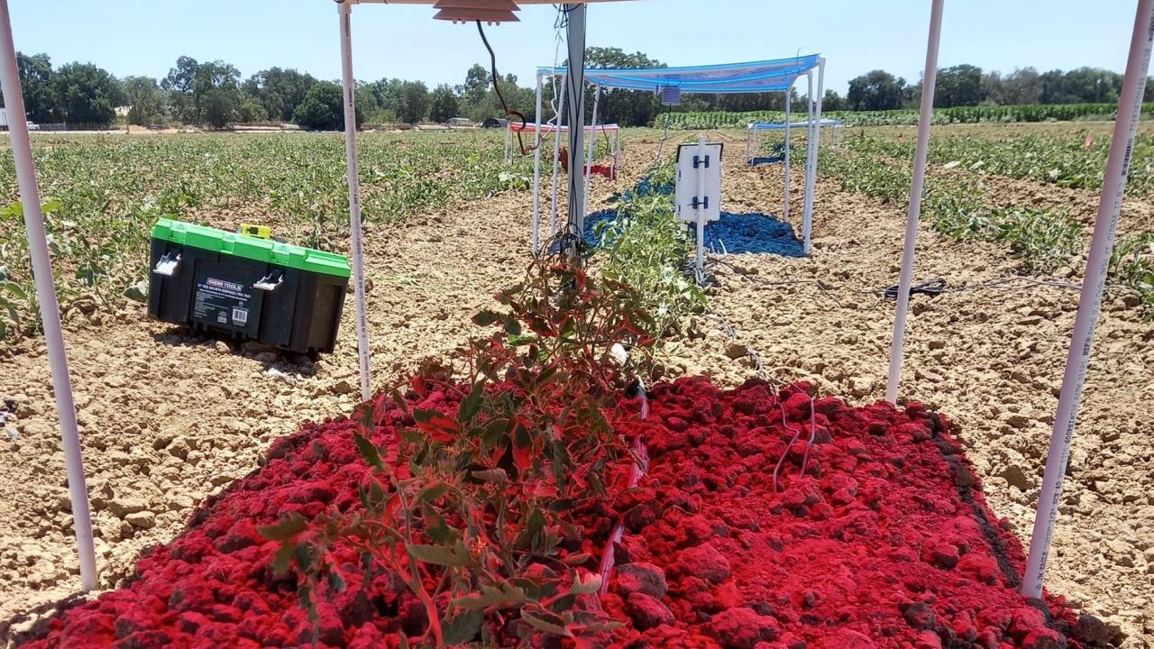 solar filters emit a red light over tomato plants in an outdoor research field at UC Davis