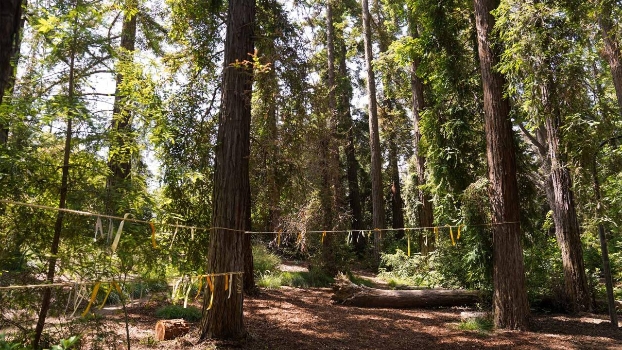 Ribbons tied from trees in Arboretum Redwood Grove