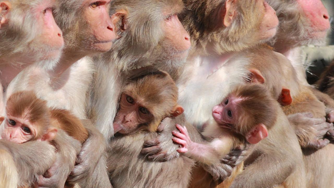 Female rhesus macaque monkeys and infants at the California National Primate Research Center at UC Davis.