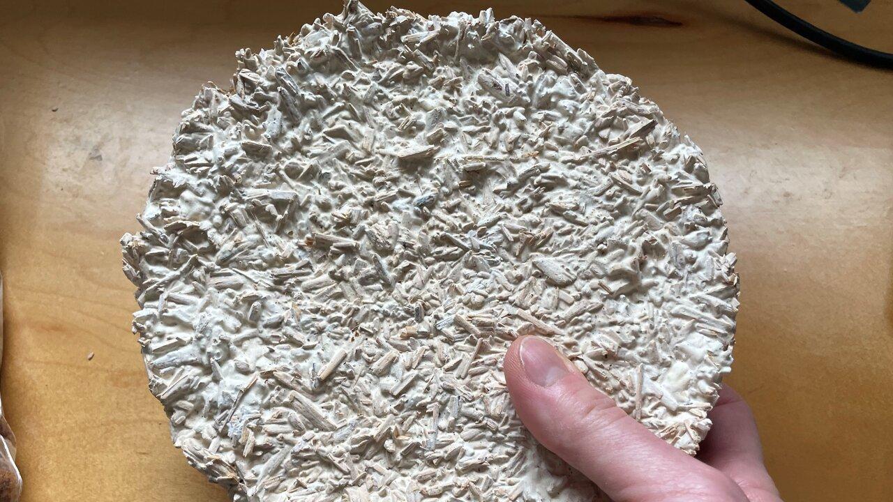 mycelium-biomass-structure