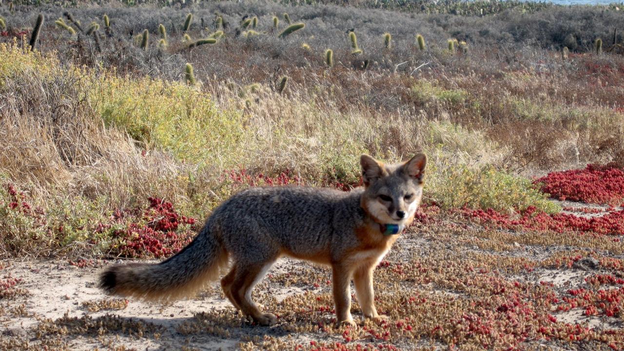 A San Clemente island fox looks at camera