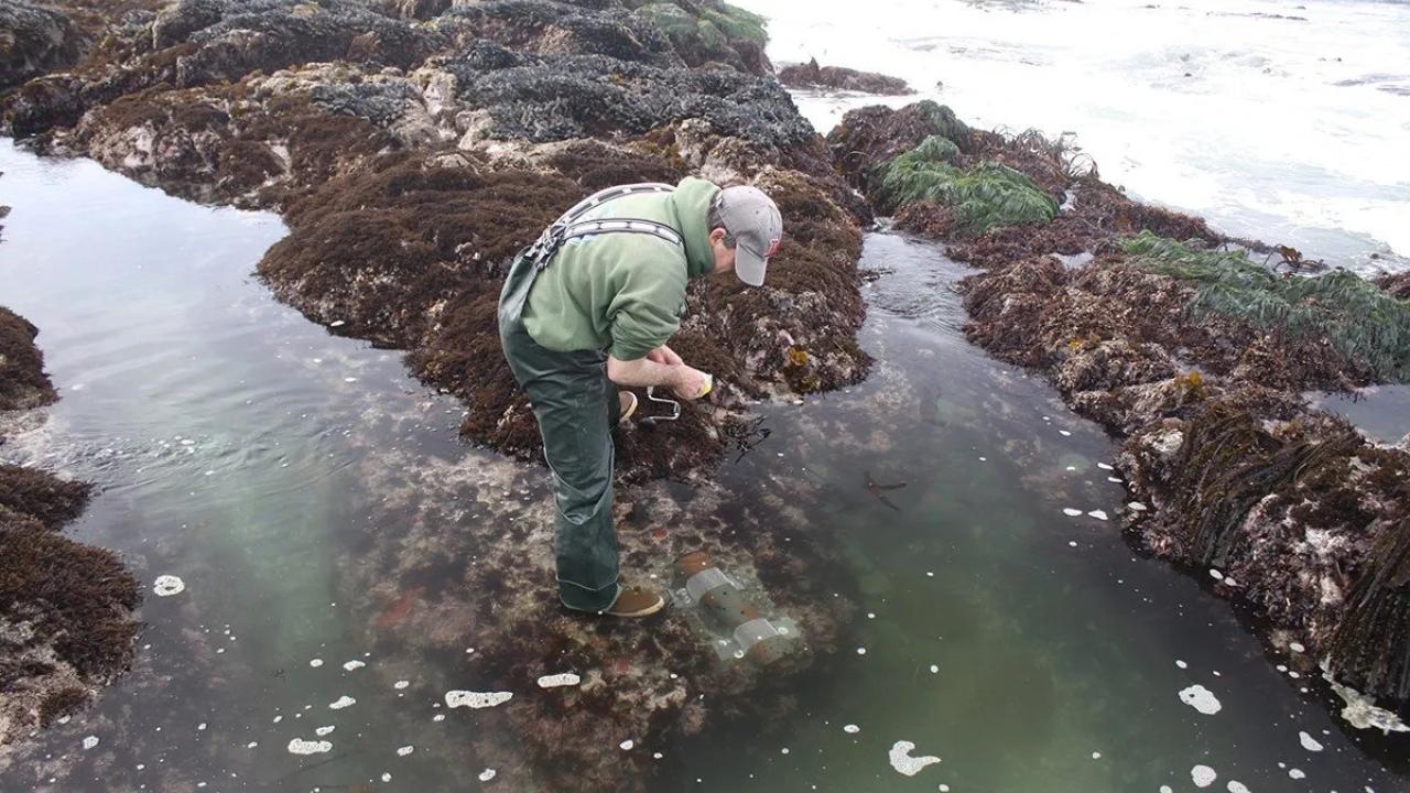 Male scientist leans over data sensor placed near tide pools at UC Davis Bodega Marine Reserve