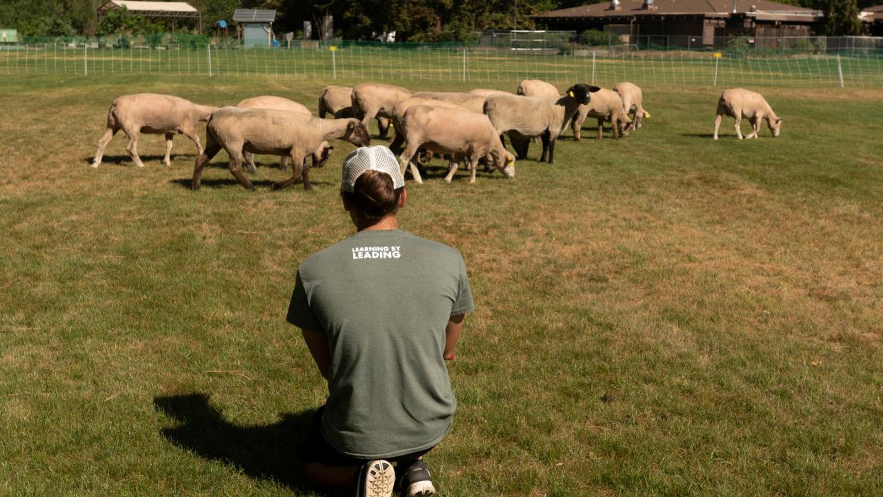 Shepherd records data as sheepmowers graze campus turf