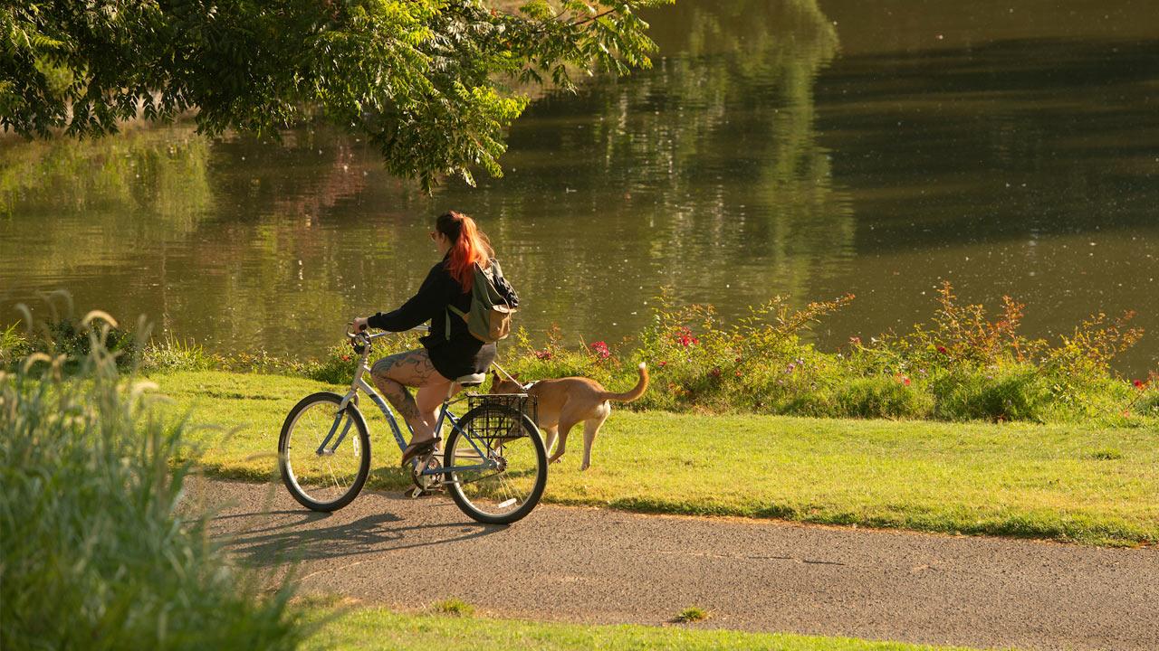 A student rides her bike through the UC Davis Arboretum while her dog jogs alongside.