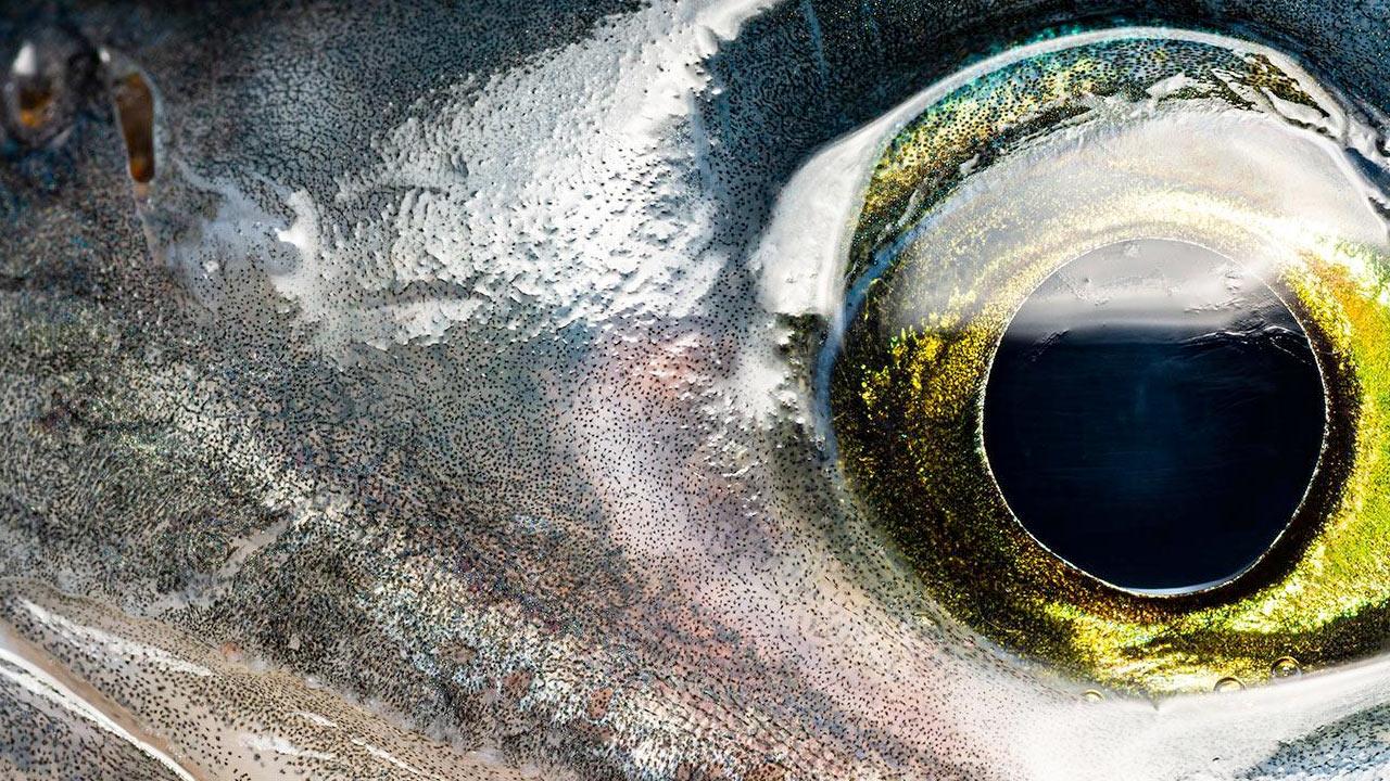 A big fish eye