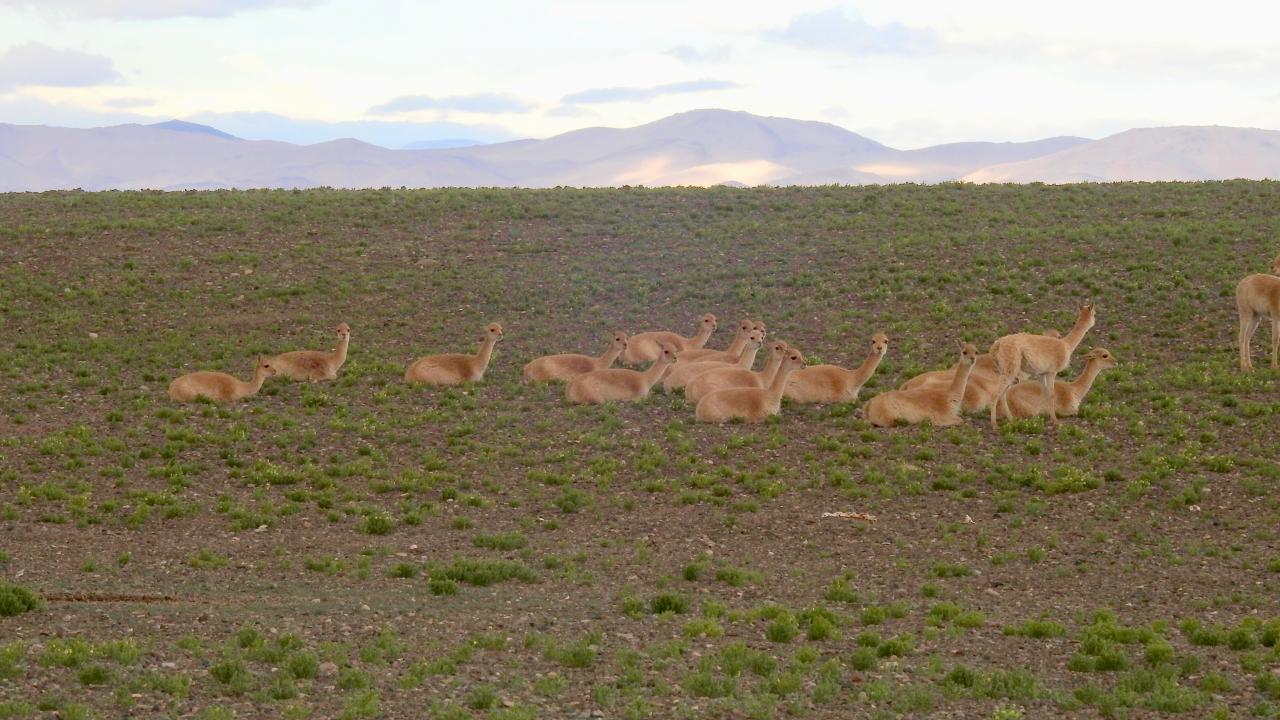 A family of vicuñas rests in a green field in  Argentina