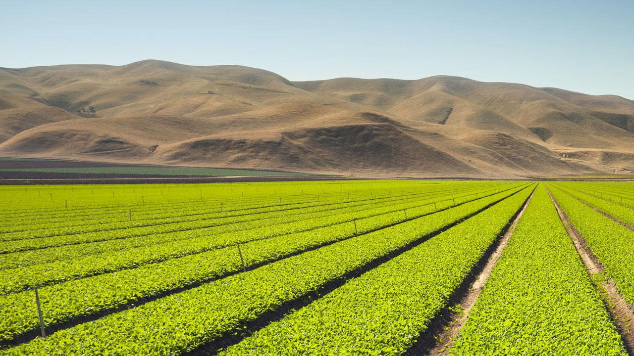 A field of seedlings with the coastal range of California in the background