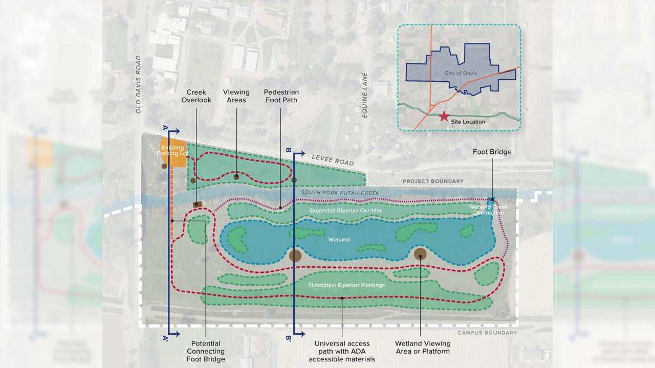 Wetlands habitat proposal, drawing