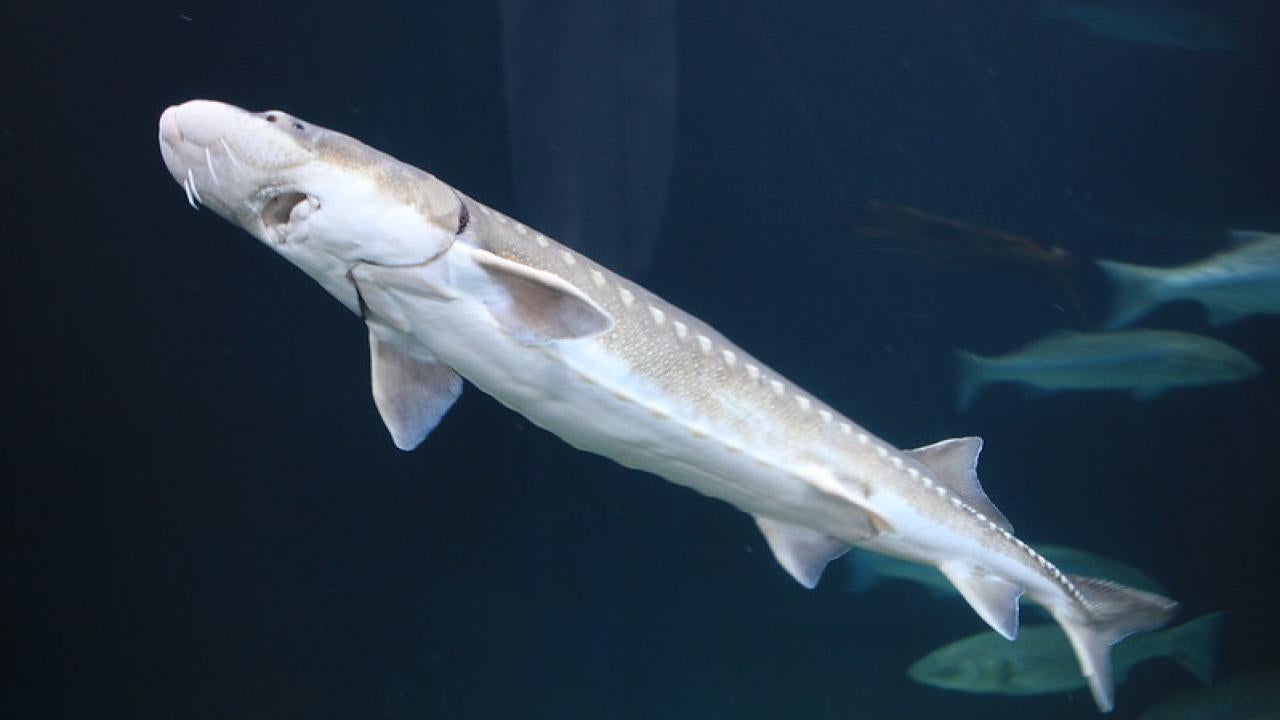 white sturgeon swims in aquarium