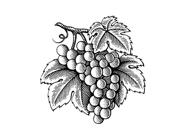 A woodcut illustration of grapes