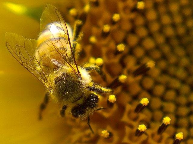A bee polinating a daisy