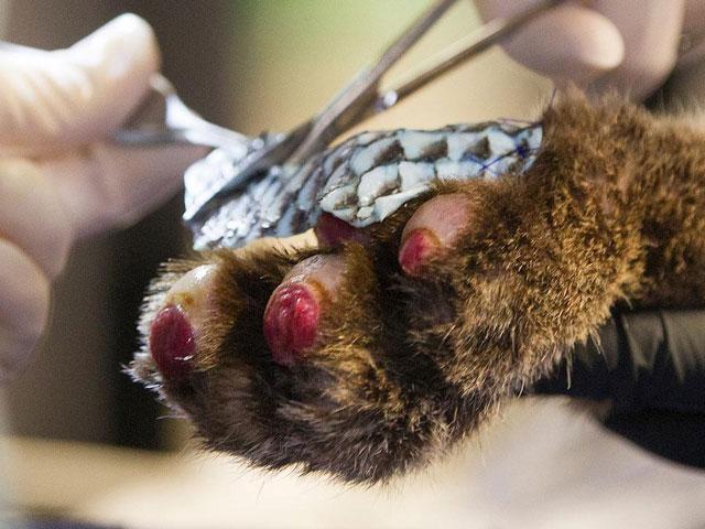 A veterinarian applies fish skins to a the burned paw of a wild mountain lion in order to enhance healing