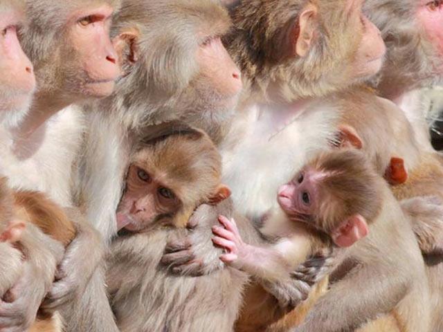 A large group of monkeys care for their babies