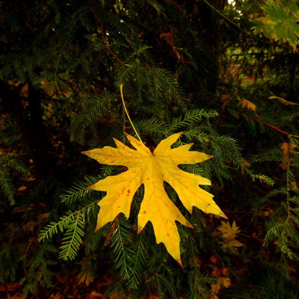 Yellow leaf on green pine
