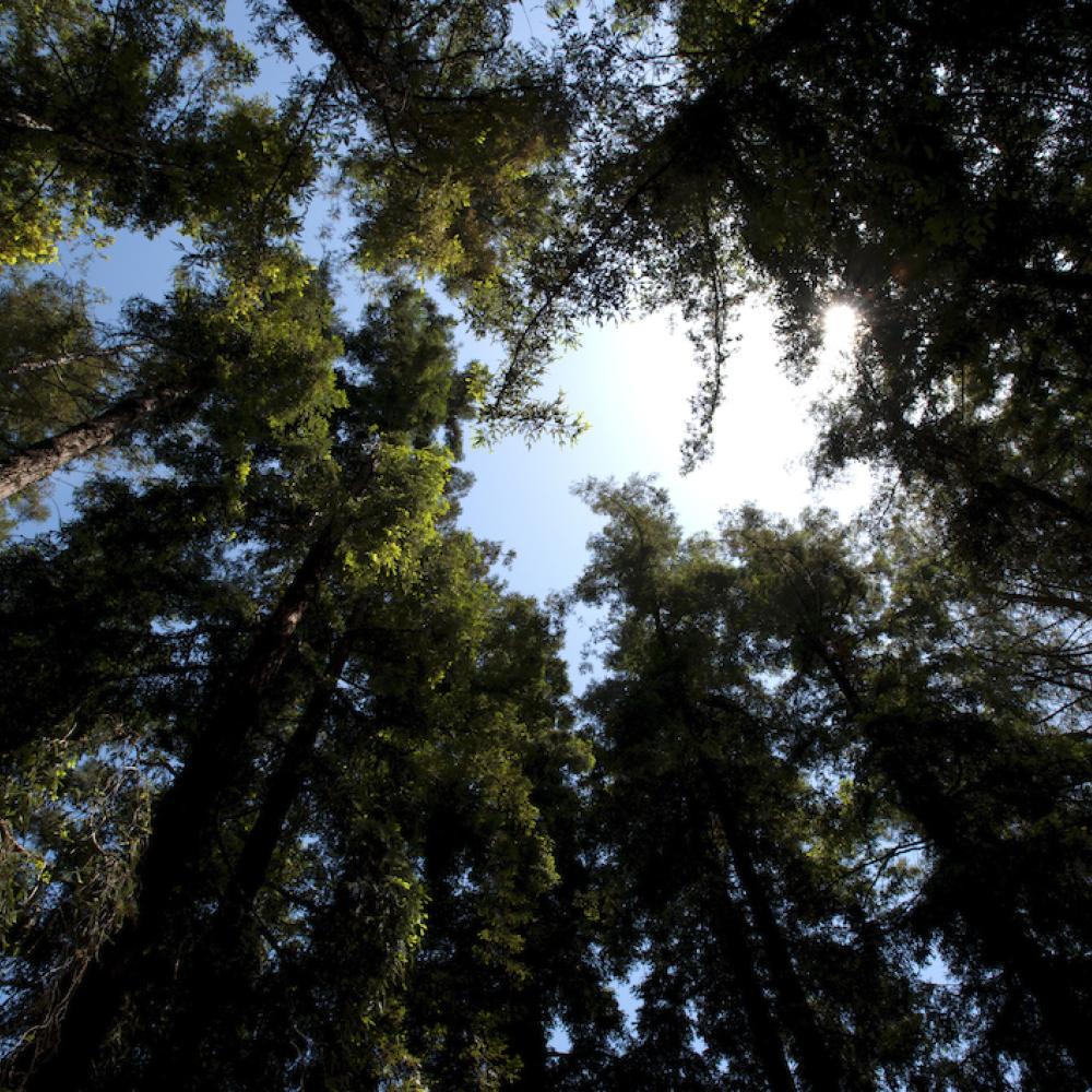 Sun peeks through canopy of redwood trees in the UC Davis Arboretum
