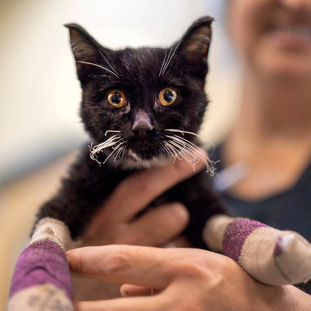 UC Davis veterinarian Jamie Peyton smiles while holding up a black cat with bandaged paws up to the camera for a photo.