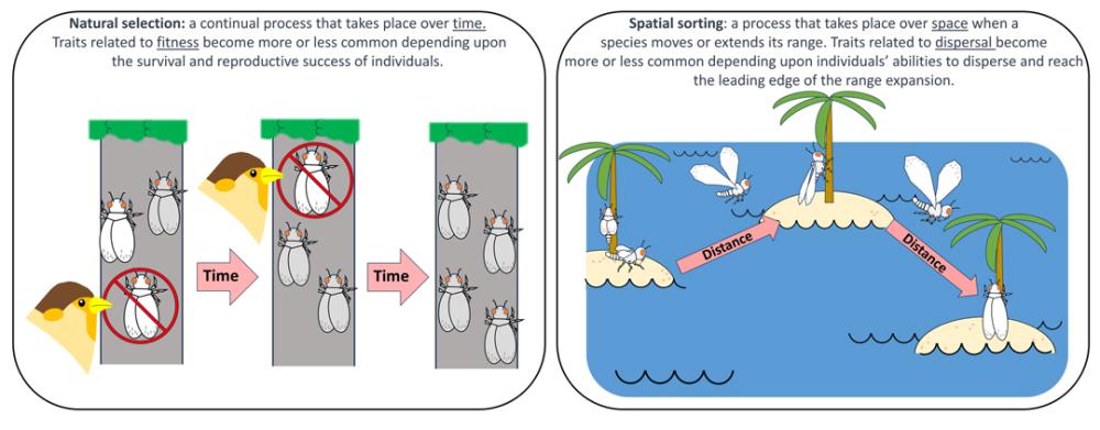 Left-hand panel shows bugs evolving over time. Right-hand panel shows bugs evolving by hopping from island to island. 