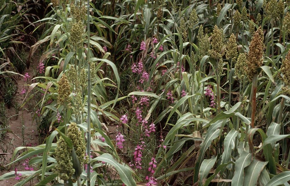 Plants with pink flowers among rows of larger plants with big seed heads. 