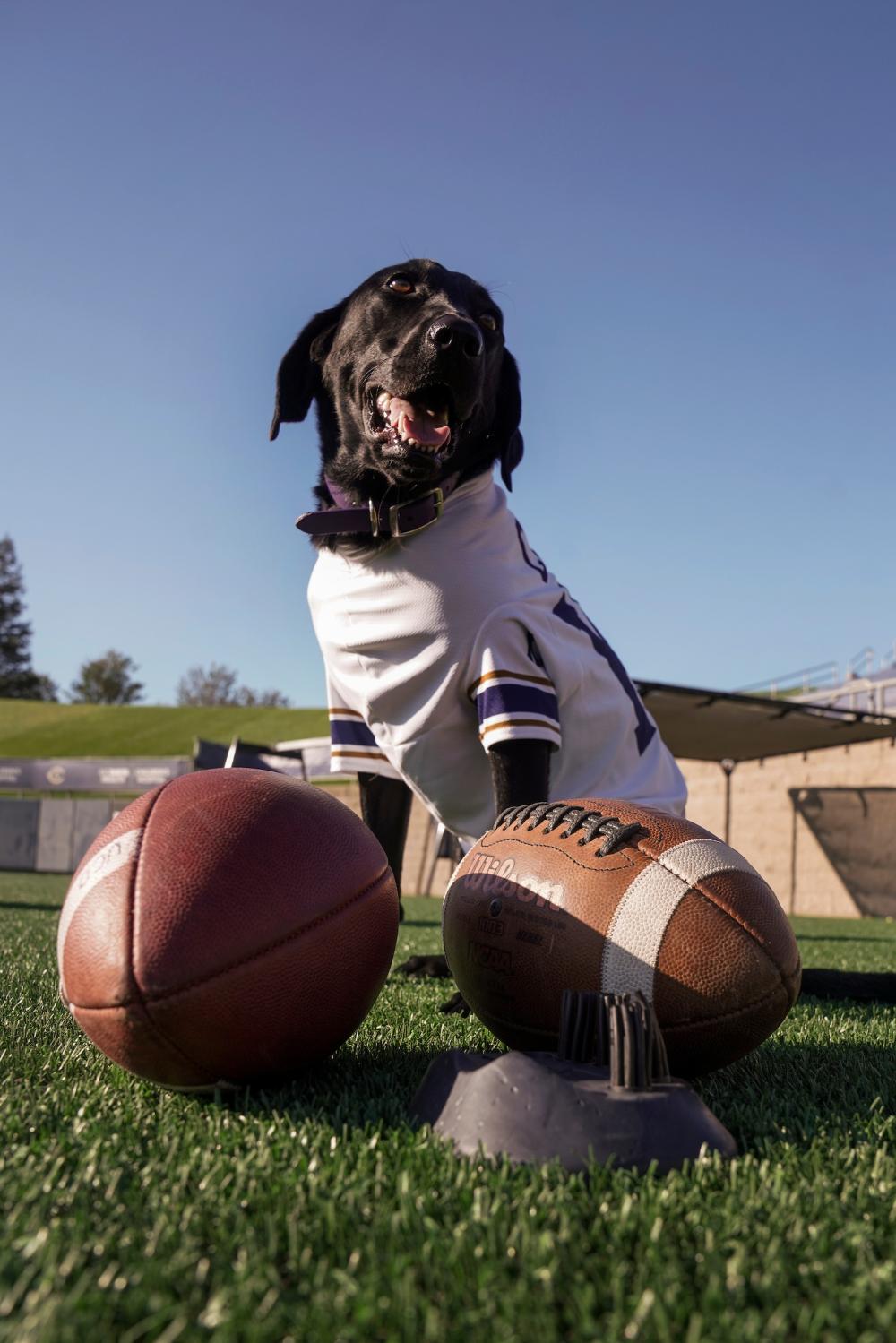 Cori, the new dog who retrieves the tee during the Aggie football games is photographed at UC Davis Health Stadium on September 13, 2022. 
