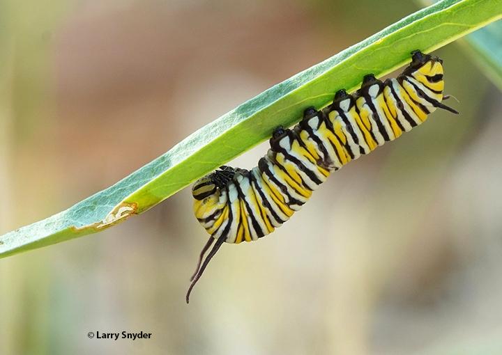 A yellow and black caterpillar on the underside of a leaf. 