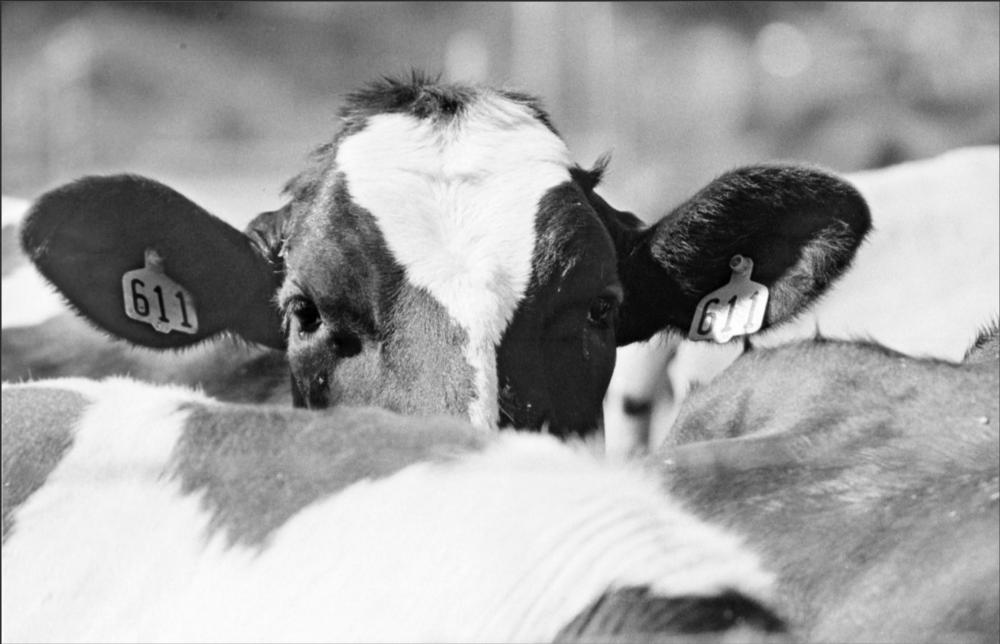 Cow at the UC Davis dairy barn. 