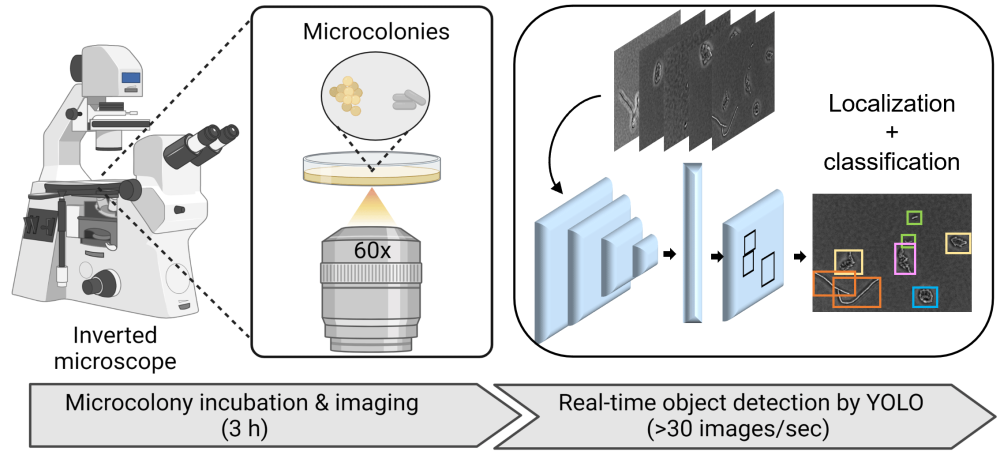 Schematic of how YOLO detects and identifies bacteria in microscopic image