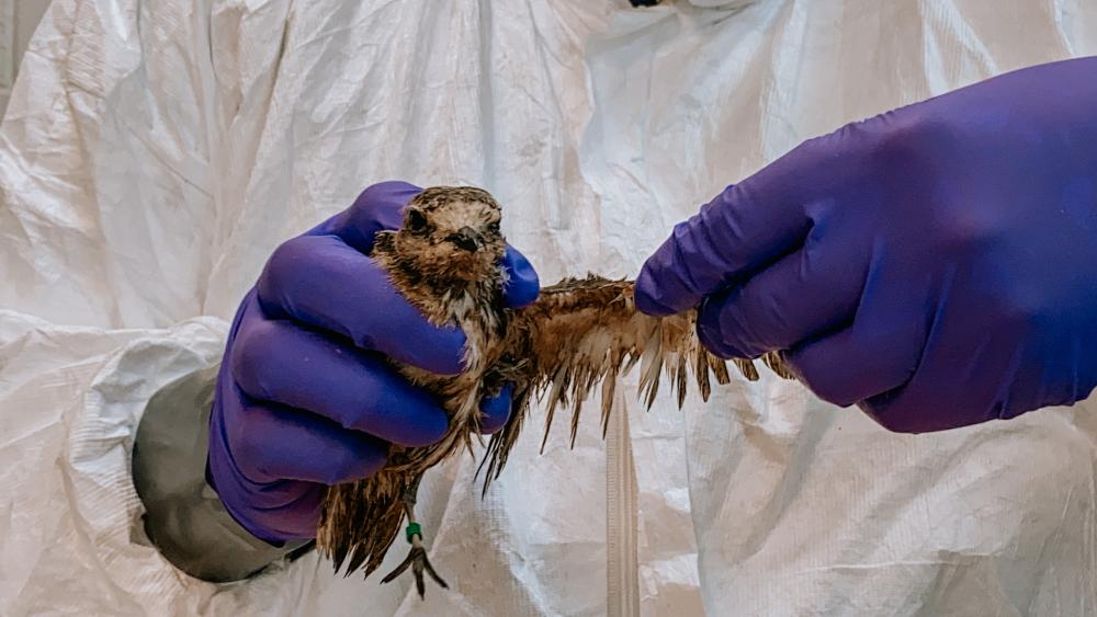 A pair of purple, gloved hands hold an oily small bird.