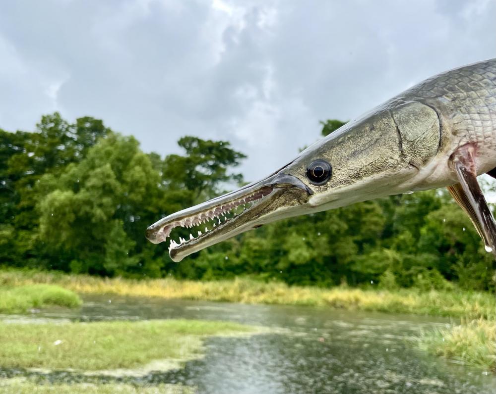 profile of toothy alligator gar fish being held, with river and trees in background