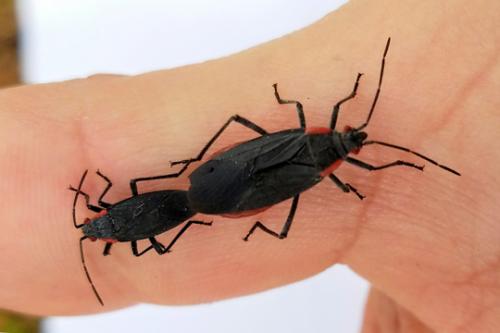 Two black insects with red patches on the forward sides of their bodies on a finger. 