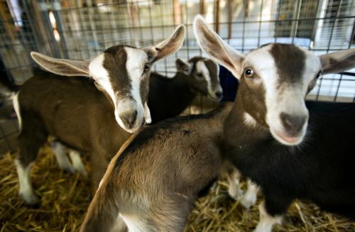 Three cozy goats at the Dairy Goat Facility at UC Davis.