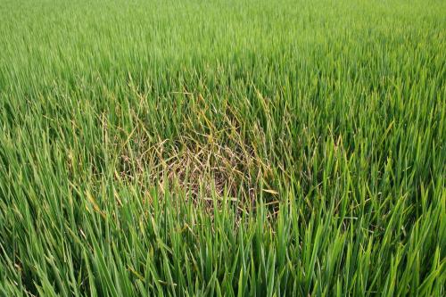 Patch of brown withered crops among green rice stems. 